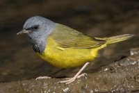 Mourning Warbler (male-spring) 142.jpg