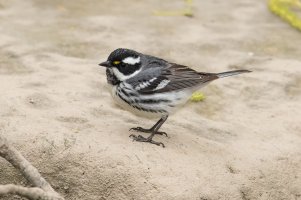 Black-throated Gray Warbler (male-spring) 101.jpg