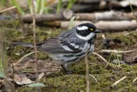 Black-throated Gray Warbler (male-spring) 103.jpg