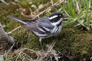Black-throated Gray Warbler (male-spring) 104.jpg