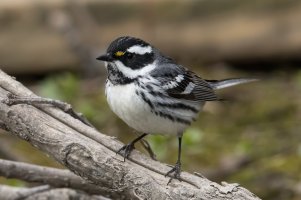 Black-throated Gray Warbler (male-spring) 100.jpg