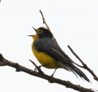 3Q7A8511-DxO_spectacled_redstart-ss.jpg