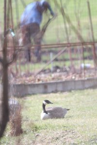 Ma and her goose_s_51984.JPG