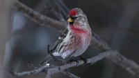 Common Redpoll M_s_31350.JPG