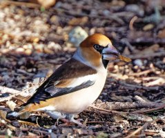 3Q7A2136-DxO_Hawfinch1.jpg