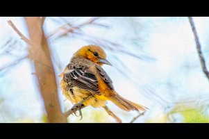 _36A9031_DxO copy copy.jpg