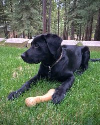 Shadow with bone at Steves.jpg