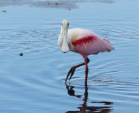 3Q7A2238-DxO__roseatespoonbill.jpg