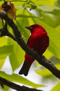 052420 scarlet taninger Ls.jpg