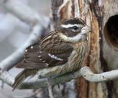 Rose-breasted Grosbeak F_s_52096.JPG