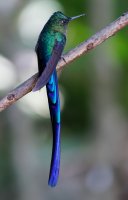 2B4A3004-DxO_violet-tailed_sylph_small.jpg