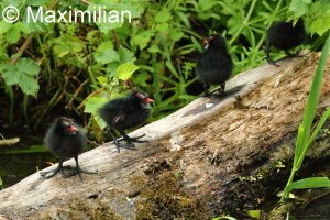 moorhen_chicks_2.JPG