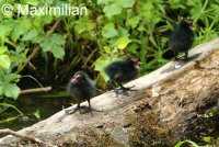 moorhen_chicks_3.JPG