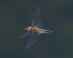 DSC_2915-DxO_four_spotted_chaser_dragonfly-ss.jpg