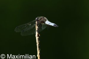Skimmer.JPG