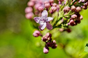 _MG_0559_DxO copy.jpg