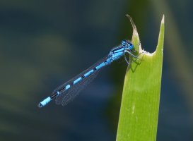 DSC_3055-DxO_common_blue_damselfly.jpg