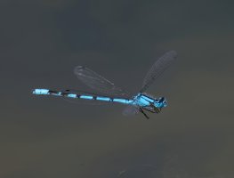 DSC_3294-DxO_common_blue_damselfly_flying_2.0ss.jpg