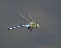 DSC_3237-DxO_emperor_dragonfly_flying-lsss.jpg