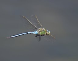 DSC_3237-DxO_emperor_dragonfly_flying-lsss.jpg