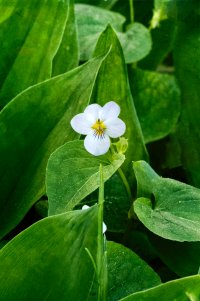 _36A0078_DxO copy1.jpg