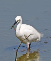 egret+darter_dragonfly_2U4A7398-DxO_SH2_00x.jpg