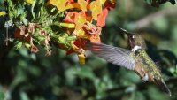 Scintilant Hummingbird F_s_42695.JPG