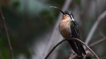 Purple-throated Mountain-gem Hummingbird F_s_38140.JPG