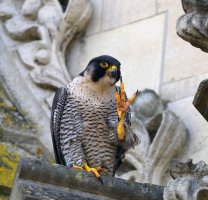 DSC_2434-DxO_Peregrine_FalconTalon_up_AutoC.jpg