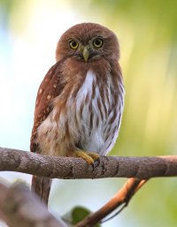 pigmy owl.jpg