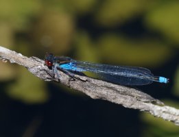 DSC_3572-DxO_red_eyed_damselfly.jpg