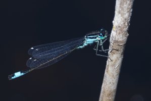 DSC_3574-DxO_bluetailed_damselfly.jpg