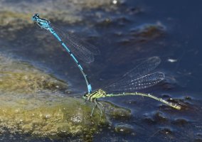 DSC_3605-DxO_common_blue_damseflies_ovipositing_vvg.jpg