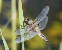 DSC_3657-DxO_four_spotted_chaser_dragonfly.jpg