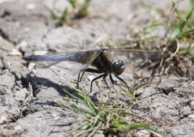 DSC_3725-DxO_blacktailed_skimmer.jpg