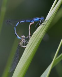 DSC_3741-DxO_common_blue_damselflies.jpg