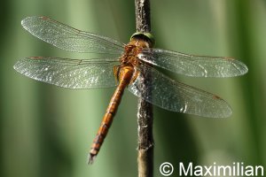 green_eyed_hawker4.JPG