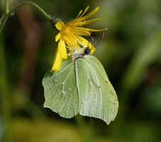 DSC_1626-DxO_brimstone_butterfly_gogs.jpg