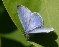 DSC_1692-DxO_Male_Holly_Blue_butterfly.jpg
