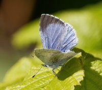 DSC_1637-DxO_Female_Holly_Blue_Butterfly_gogs.jpg