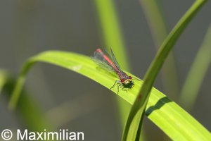 red_damselfly_L_1.JPG