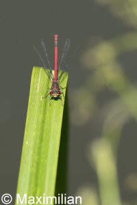 red_damselfly_L_2.JPG
