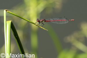 red_damselfly_L_3.JPG