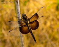 Libellula luctuosa Widow Skimmer (female) web.jpg