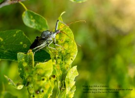 Wheel Bug web.jpg