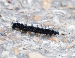 DSC_3979-DxO_peacock_butterfly_caterpillar-lsss.jpg