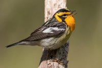 Blackburnian Warbler (male-spring) 143.jpg