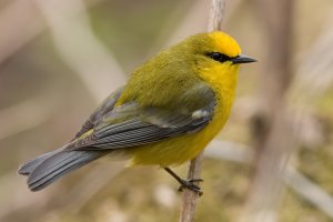 Blue-winged Warbler (male-spring) 120.jpg