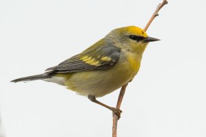 Brewster's Warbler 104.jpg