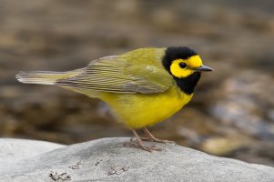 Hooded Warbler (male-spring) 137.jpg